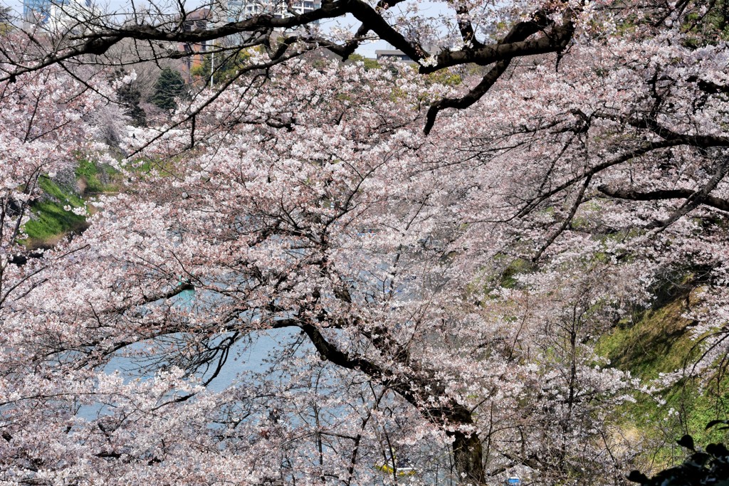 桜 10 千鳥ヶ淵