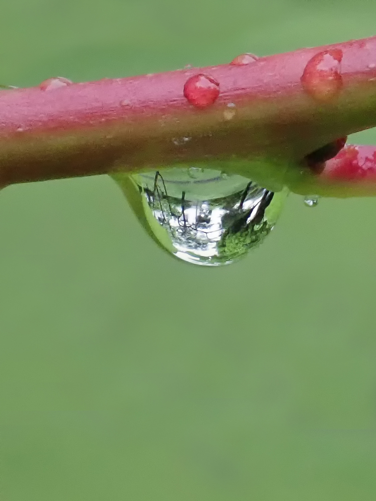 水滴の中の景色