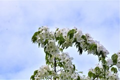 ヤマボウシの花　２