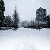 誰もいない大通りに雪が降る