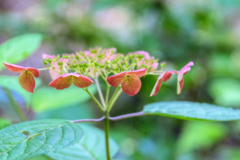 紫陽花3