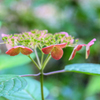 紫陽花3