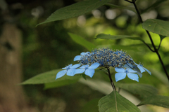 額紫陽花