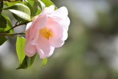 椿