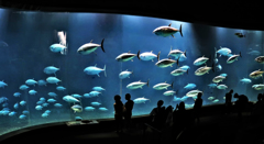 葛西臨海水族園　クロマグロ