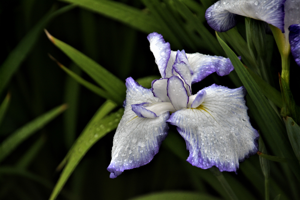 花しょうぶ　堀切菖蒲園１