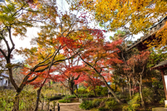 本土寺の紅葉4