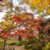 本土寺の紅葉4