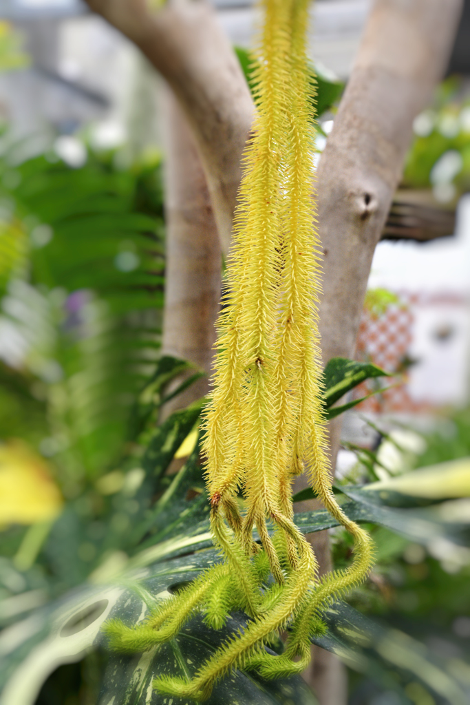 スペルジア・スクアロサ