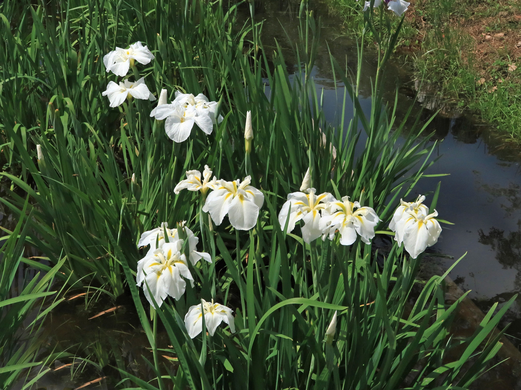 水元公園の花菖蒲　19