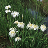 水元公園の花菖蒲　19