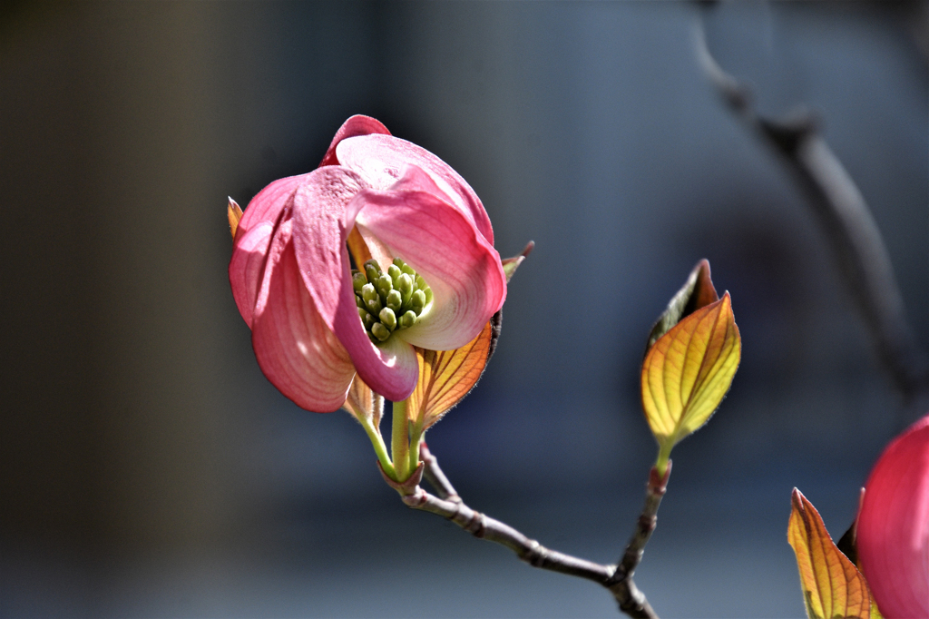 花水木　赤２