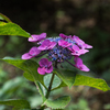 額紫陽花　4