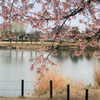 桜 3