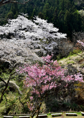 山に咲く桜