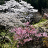 山に咲く桜