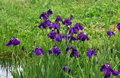 水元公園の花菖蒲　16