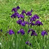 水元公園の花菖蒲　16