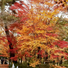 森林公園の紅葉　２