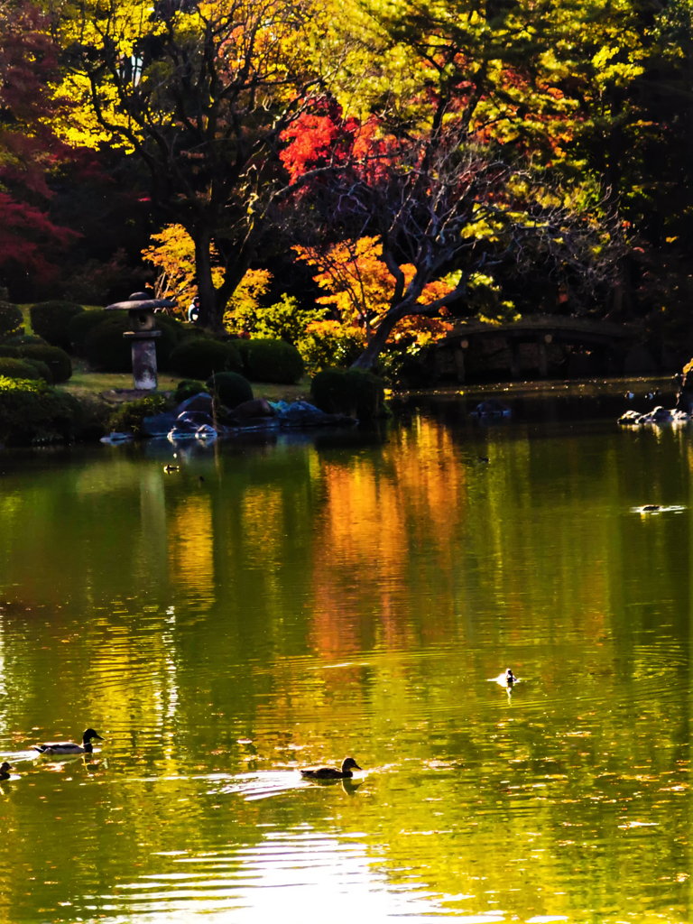 カモさんも紅葉狩り