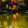 カモさんも紅葉狩り