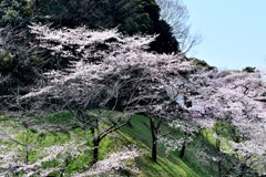 桜 5 千鳥ヶ淵 