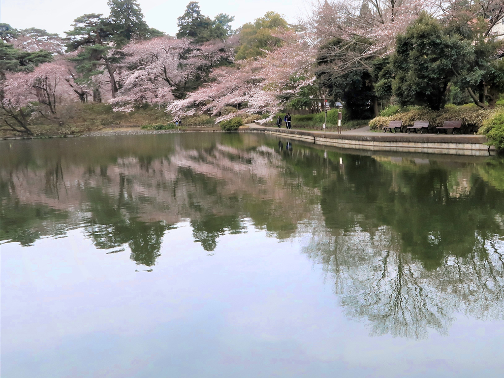 桜 4 水面に映る