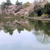 桜 4 水面に映る
