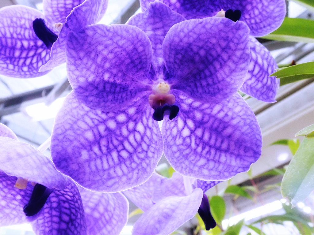 カラフルな花