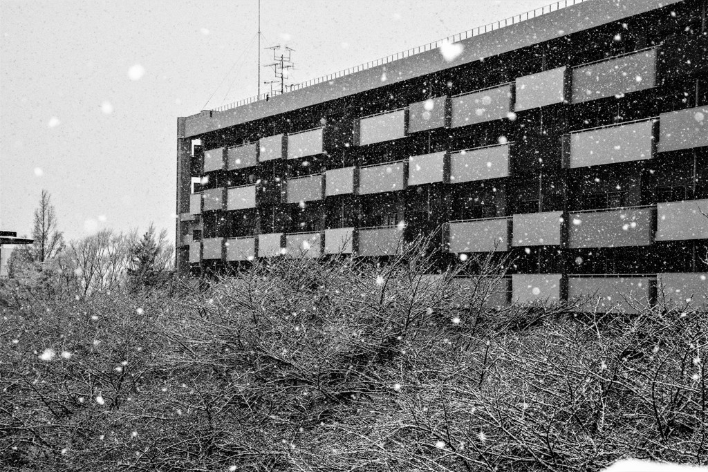 降る雪