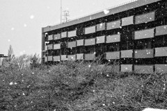 降る雪