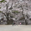 音無川桜ロード　４