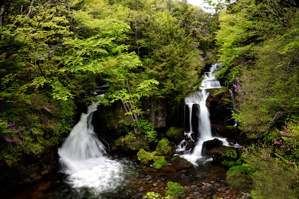 竜頭の滝と東国三葉躑躅　２