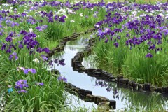 水元公園の花菖蒲　12