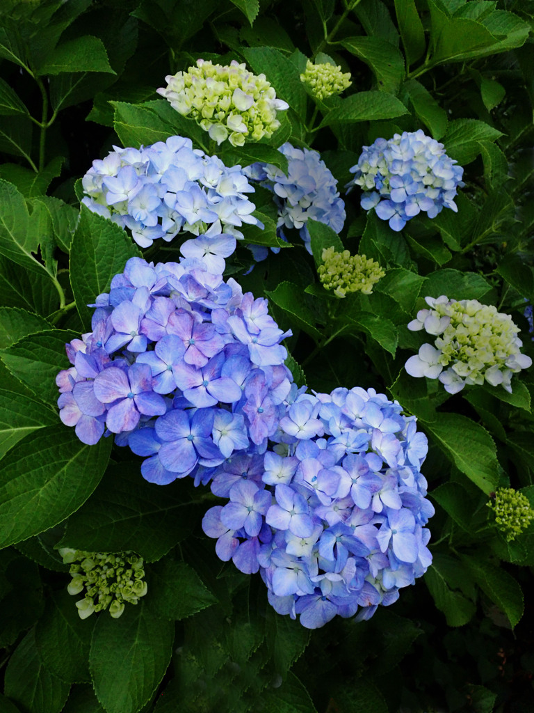 仲良く並んで
