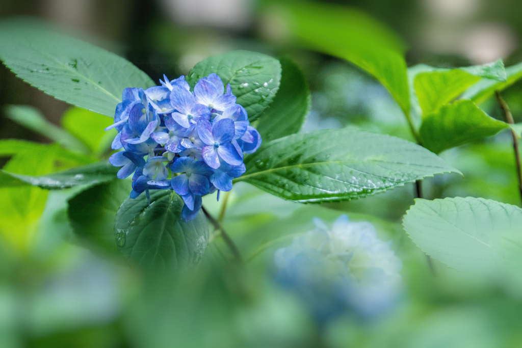 紫陽花4