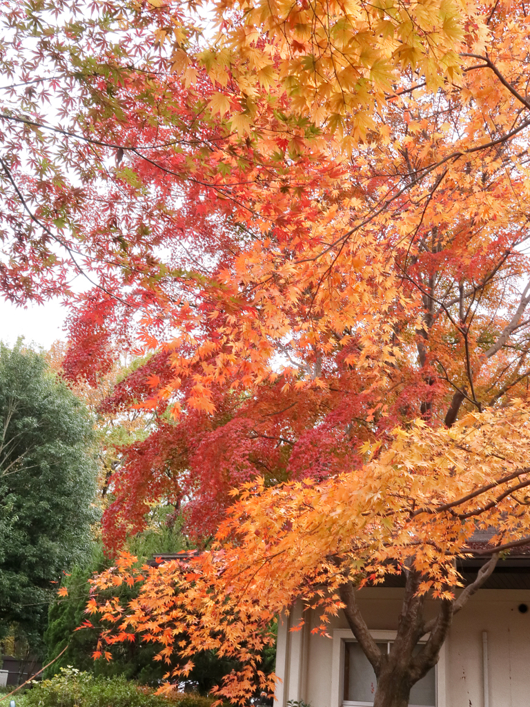 森林公園の紅葉　３
