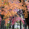 紅葉の下でノビノビ遊ぶ