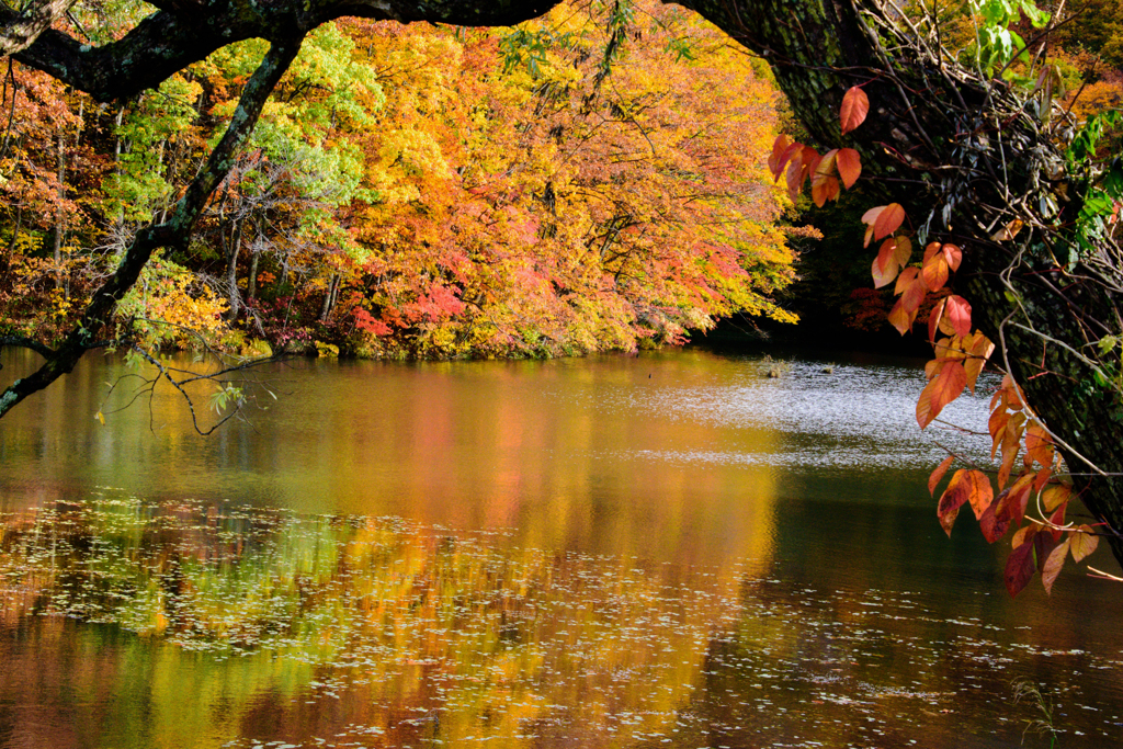 紅葉の映り込み　３