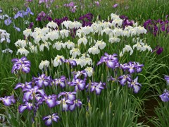 水元公園の花菖蒲　15