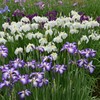 水元公園の花菖蒲　15
