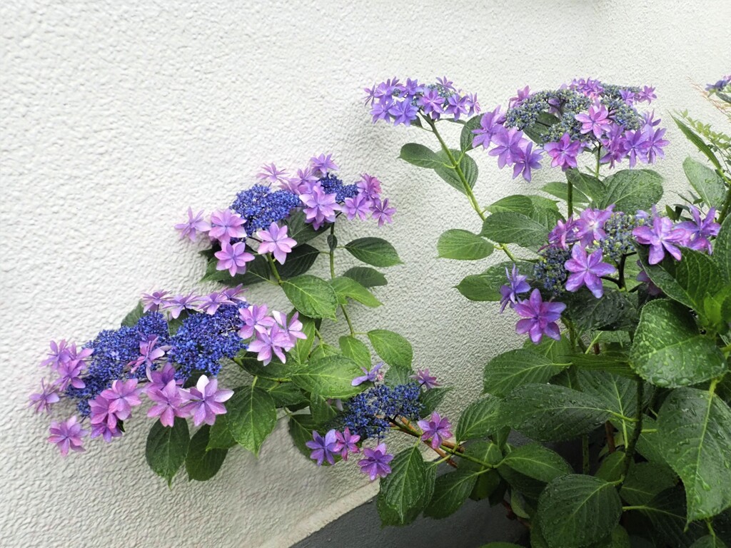 紫陽花　「ダンスパーティー」　軒下に咲く