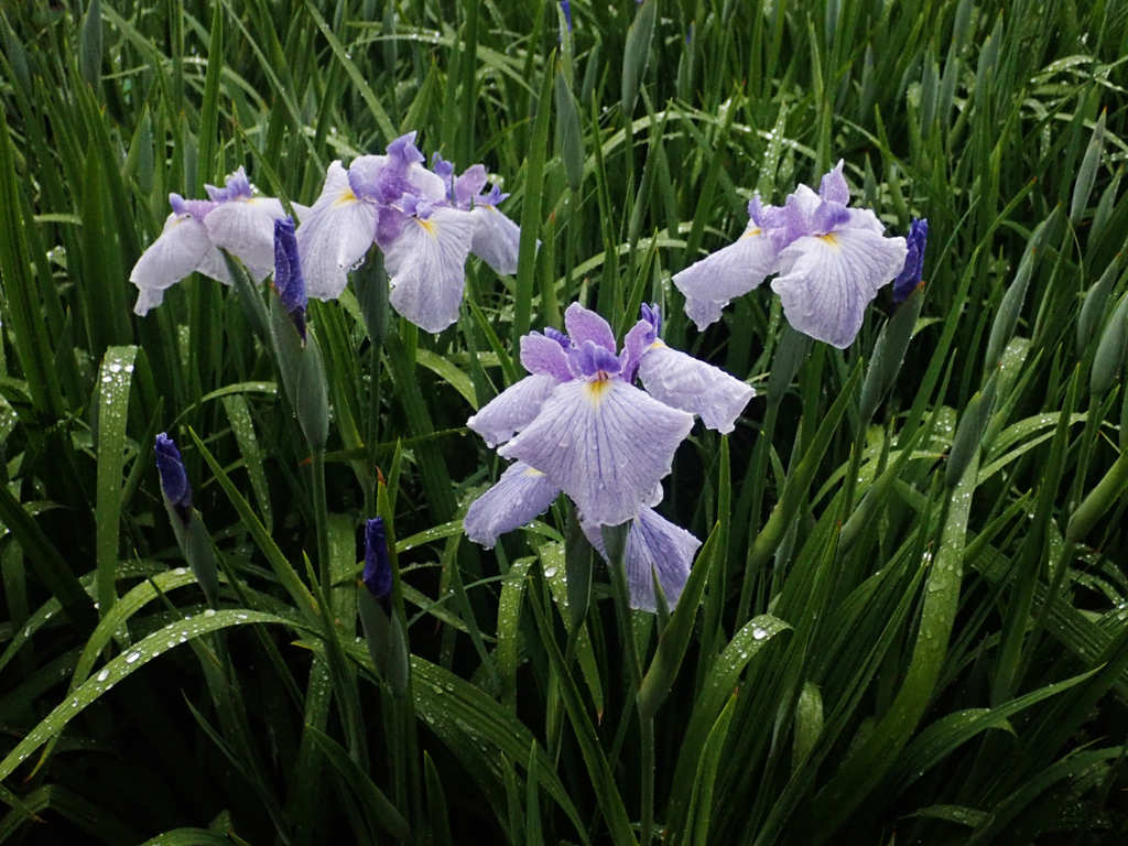 薄紫の花しょうぶ