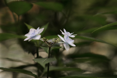紫陽花 七段花