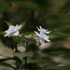 紫陽花 七段花