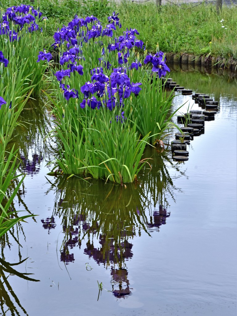 水元公園の花菖蒲　8