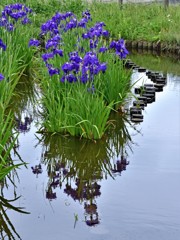 水元公園の花菖蒲　8