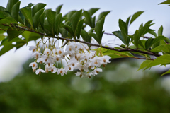 エゴの木の花　２