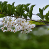 エゴの木の花　２