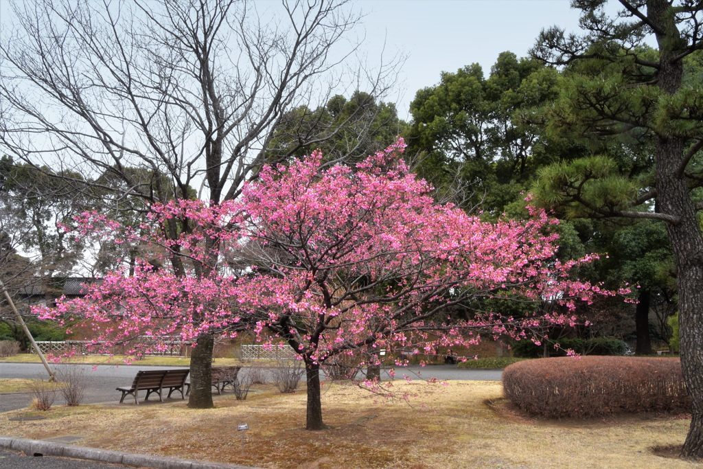  琉球寒緋桜